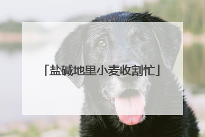 盐碱地里小麦收割忙