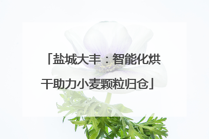 盐城大丰：智能化烘干助力小麦颗粒归仓
