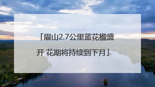 眉山2.7公里蓝花楹盛开 花期将持续到下月