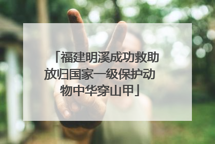 福建明溪成功救助放归国家一级保护动物中华穿山甲