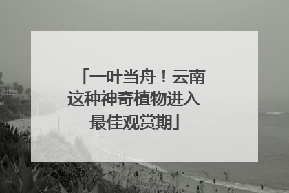 一叶当舟！云南这种神奇植物进入最佳观赏期