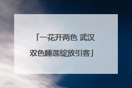一花开两色 武汉双色睡莲绽放引客