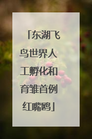 东湖飞鸟世界人工孵化和育雏首例红嘴鸥
