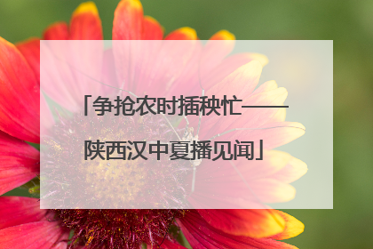 争抢农时插秧忙——陕西汉中夏播见闻