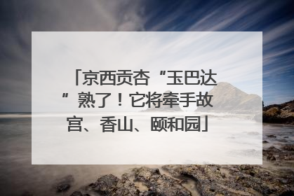 京西贡杏“玉巴达”熟了！它将牵手故宫、香山、颐和园