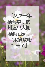 又是一年杨梅季，杭州这里大棚杨梅已熟，“采摘攻略”来了