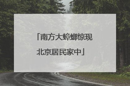 南方大蟑螂惊现北京居民家中