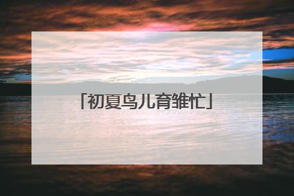 初夏鸟儿育雏忙