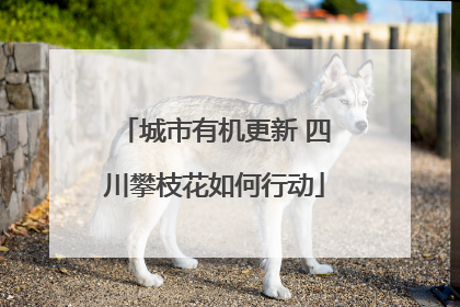 城市有机更新 四川攀枝花如何行动