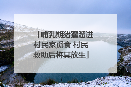 哺乳期猪獾溜进村民家觅食 村民救助后将其放生