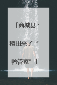 商城县：稻田来了“鸭管家”