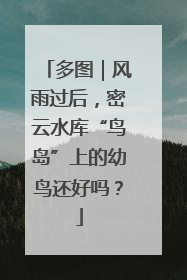 多图｜风雨过后，密云水库“鸟岛”上的幼鸟还好吗？