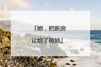 她，把新房让给了斑鸠