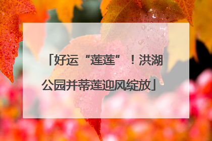 好运“莲莲”！洪湖公园并蒂莲迎风绽放
