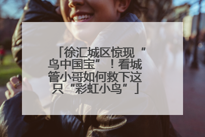 徐汇城区惊现“鸟中国宝”！看城管小哥如何救下这只“彩虹小鸟”