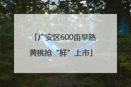 广安区600亩早熟黄桃抢“鲜”上市