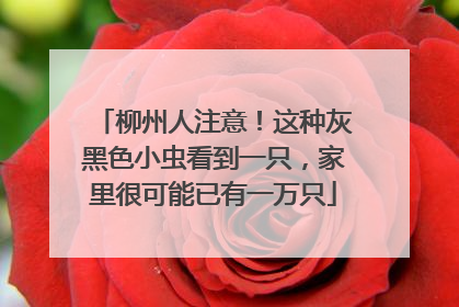 柳州人注意！这种灰黑色小虫看到一只，家里很可能已有一万只