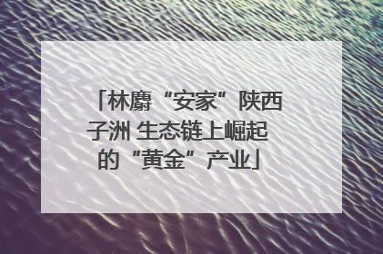 林麝“安家”陕西子洲 生态链上崛起的“黄金”产业