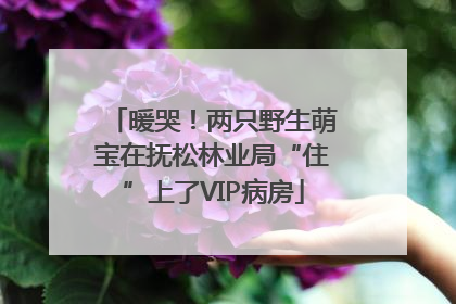 暖哭！两只野生萌宝在抚松林业局“住”上了VIP病房