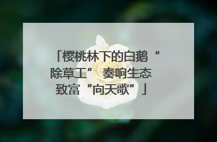 樱桃林下的白鹅“除草工” 奏响生态致富“向天歌”