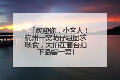 欢迎你，小客人！杭州一窝萌仔组团求喂食，大伯在窗台拍下温馨一幕
