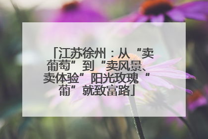 江苏徐州：从“卖葡萄”到“卖风景、卖体验”阳光玫瑰“葡”就致富路