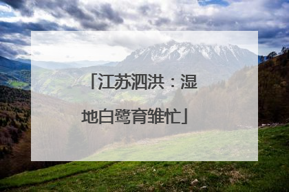 江苏泗洪：湿地白鹭育雏忙