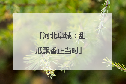 河北阜城：甜瓜飘香正当时