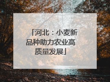 河北：小麦新品种助力农业高质量发展