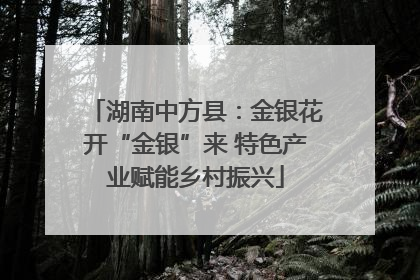 湖南中方县：金银花开“金银”来 特色产业赋能乡村振兴