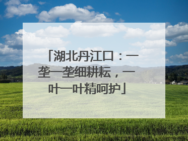 湖北丹江口：一垄一垄细耕耘，一叶一叶精呵护