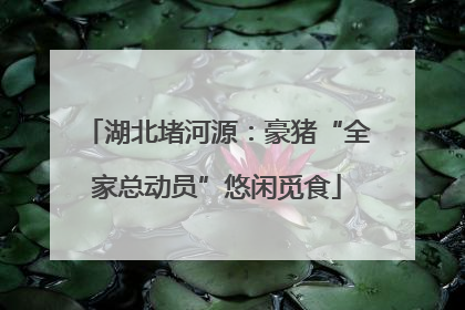 湖北堵河源：豪猪“全家总动员”悠闲觅食