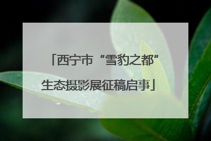 西宁市“雪豹之都”生态摄影展征稿启事