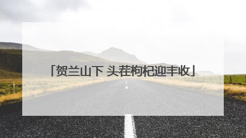 贺兰山下 头茬枸杞迎丰收