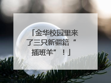 金华校园里来了三只新疆籍“插班羊”！