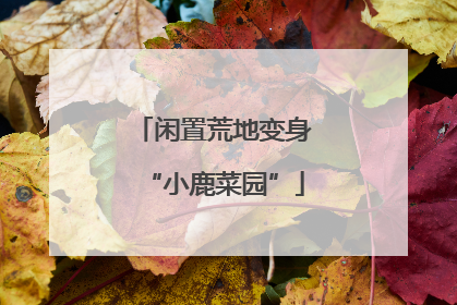 闲置荒地变身“小鹿菜园”