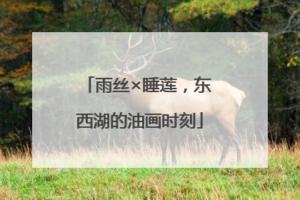 雨丝×睡莲，东西湖的油画时刻