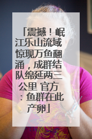 震撼！岷江乐山流域惊现万鱼翻涌，成群结队绵延两三公里 官方：鱼群在此产卵